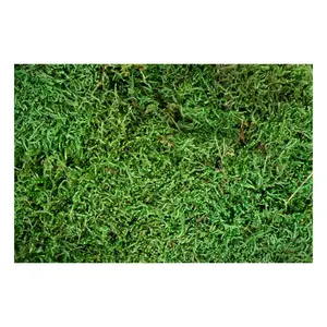 My Village Flat Moss Green 500 grams - image 2