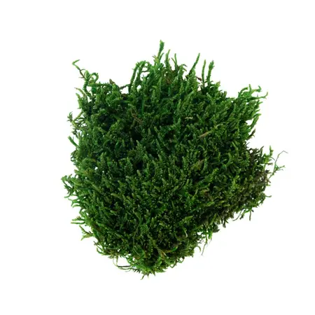 My Village Flat Moss Green 50g - image 2