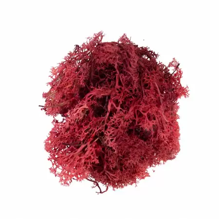 My Village Reindeer Moss Red 50g - image 2