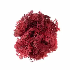 My Village Reindeer Moss Red 50g - image 2
